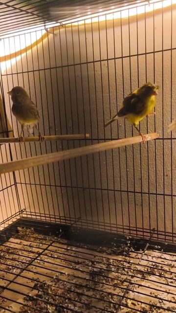 cả cặp mái bông cúc 6 tháng, mái tim 12 tháng. Mua bán Chim tại Quận 12 Tp Hồ Chí Minh được đăng bởi Chung hình 1