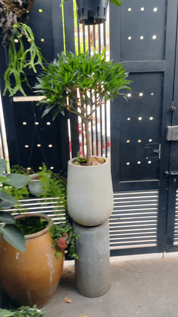 TRÚC BÁCH HỢP ĐẸP GỐC TO. Mua bán Cây cảnh, đồ trang trí tại Quận Bình Thạnh Tp Hồ Chí Minh được đăng bởi Khâm hình 1