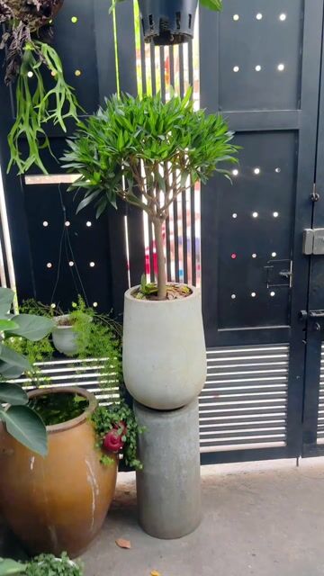 TRÚC BÁCH HỢP ĐẸP GỐC TO. Mua bán Cây cảnh, đồ trang trí tại Quận Bình Thạnh Tp Hồ Chí Minh được đăng bởi Khâm hình 1