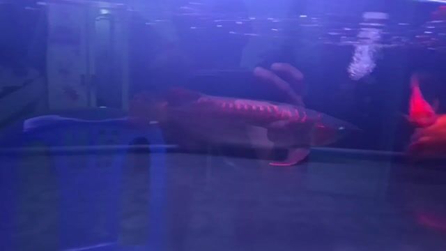 CÁ HUYẾT LONG INDO. Mua bán Thú cưng khác tại Huyện Củ Chi Tp Hồ Chí Minh được đăng bởi Triệu Minh hình 1