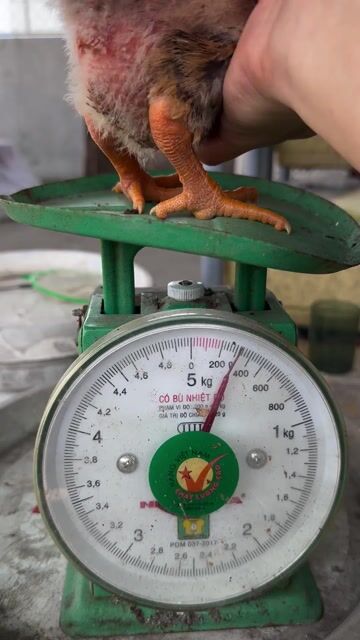 Gà con 4 lạng. Mua bán Gà tại Quận Hải Châu Đà Nẵng được đăng bởi Satya Fish hình 1