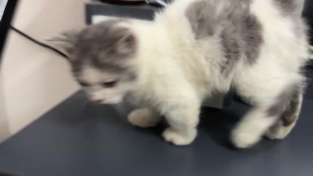 pass bé đực lùn ạ. Mua bán Mèo tại Huyện Hoài Đức Hà Nội được đăng bởi Lam lam hình 1