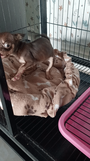 Chó Chihuahua Cái 5 tháng Đầy đủ. Mua bán Chó tại Huyện Tân Hiệp Kiên Giang được đăng bởi Nhat hình 1