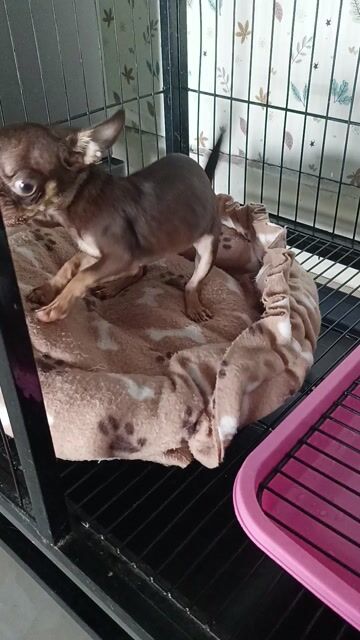 Chó Chihuahua Cái 5 tháng Đầy đủ. Mua bán Chó tại Huyện Tân Hiệp Kiên Giang được đăng bởi Nhat hình 1