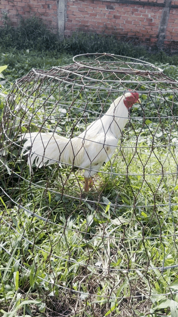 Gà chọi 3kg nhiều màu. Mua bán Gà tại Huyện Chợ Gạo Tiền Giang được đăng bởi Chí Thiện hình 1