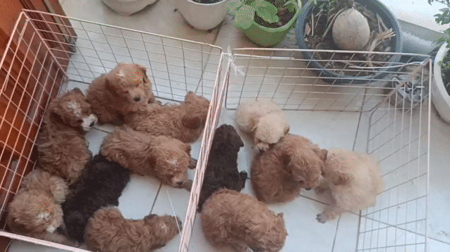 Chó Poodle nâu gần 2 tháng đã tiêm. Mua bán Chó tại Thành phố Biên Hòa Đồng Nai được đăng bởi Thanh Le hình 1