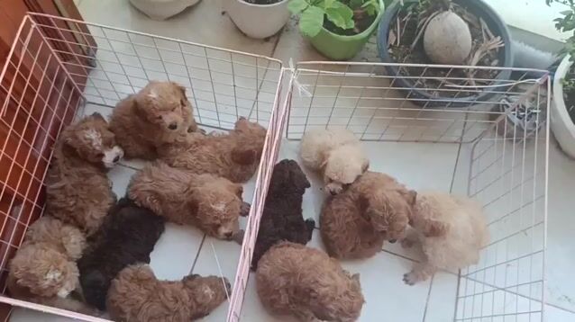 Chó Poodle nâu gần 2 tháng đã tiêm. Mua bán Chó tại Thành phố Biên Hòa Đồng Nai được đăng bởi Thanh Le hình 1