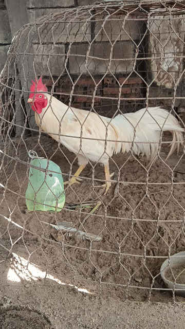 Gà nòi lông úa 2.6kg già. Mua bán Gà tại Thành phố Thủ Đức Tp Hồ Chí Minh được đăng bởi minh hieu hình 1