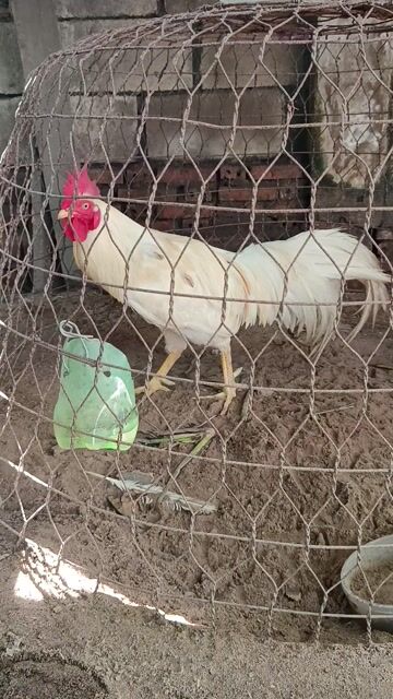 Gà nòi lông úa 2.6kg già. Mua bán Gà tại Thành phố Thủ Đức Tp Hồ Chí Minh được đăng bởi minh hieu hình 1