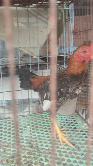Gà tre bắc 5 lạng Đỏ, đen. Mua bán Gà tại Huyện Vĩnh Thạnh Cần Thơ được đăng bởi gà đá cần thơ hình 1