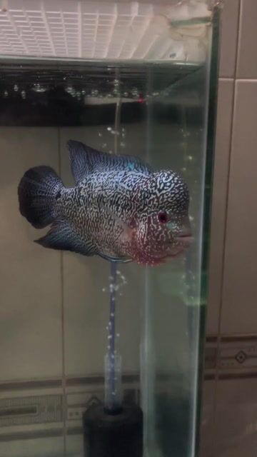 Cá cảnh KML gần 4 ngón. Mua bán Thú cưng khác tại Quận 5 Tp Hồ Chí Minh được đăng bởi Thành  hình 1