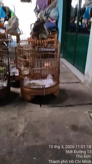 chim bự con. hót nhiều.. ko tật lổi. Mua bán Chim tại Thành phố Thủ Đức Tp Hồ Chí Minh được đăng bởi  van loc hình 1
