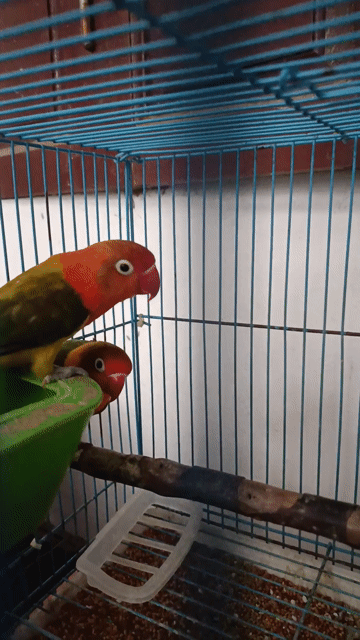 Cần bán chim Love bird 4 tháng tuổi. Mua bán Chim tại Quận Nam Từ Liêm Hà Nội được đăng bởi Nguyễn Hoàng Hiệp hình 1