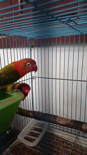 Cần bán chim Love bird 4 tháng tuổi. Mua bán Chim tại Quận Nam Từ Liêm Hà Nội được đăng bởi Nguyễn Hoàng Hiệp hình 1