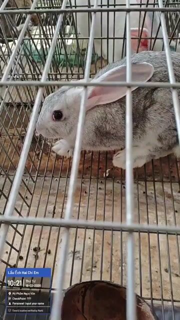 Thỏ con , thỏ giống, thỏ thịt. Mua bán Thú cưng khác tại Thành phố Mỹ Tho Tiền Giang được đăng bởi Trại Thỏ Nhà Bét  hình 1