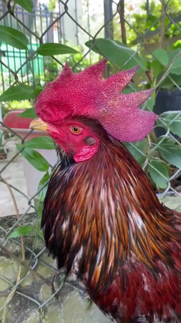 🍀xám 2k9 vãy dép. Mua bán Gà tại Huyện Kế Sách Sóc Trăng được đăng bởi TRẠI GÀ TẤN PHÁT 68 hình 1