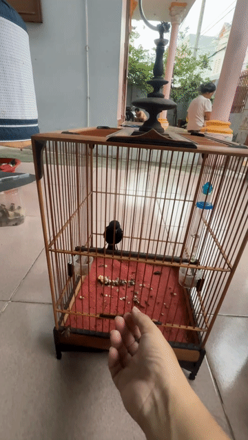 Chim Chích choè đất 2 mùa Lông mới. Mua bán Chim tại Thành phố Thủ Đức Tp Hồ Chí Minh được đăng bởi Tran anh duc hình 1