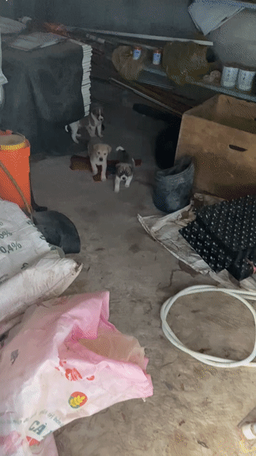 Chó Giống lớn Vàng, Nâu. Mua bán Gà tại Huyện Củ Chi Tp Hồ Chí Minh được đăng bởi Duy Trần Văn hình 1