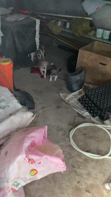 Chó Giống lớn Vàng, Nâu. Mua bán Gà tại Huyện Củ Chi Tp Hồ Chí Minh được đăng bởi Duy Trần Văn hình 1