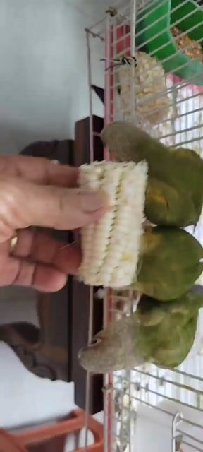 Chim Greencheek non khỏe mạnh. Mua bán Chim tại Quận Bình Tân Tp Hồ Chí Minh được đăng bởi Nguyễn Huy hình 1