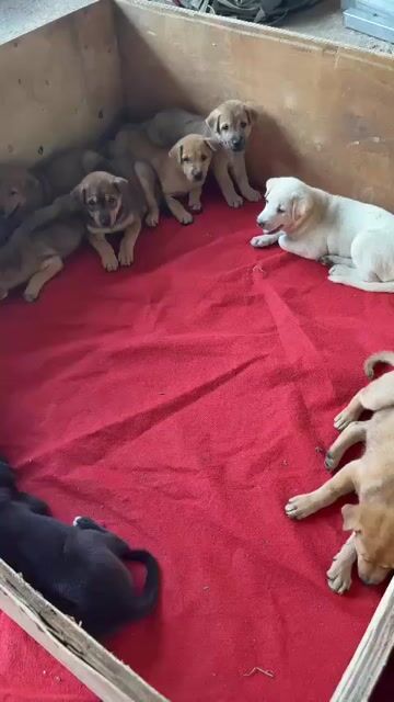 Chó Becgie lai nhiều màu. Mua bán Chó tại Thị xã Bến Cát Bình Dương được đăng bởi Ms Dung hình 1