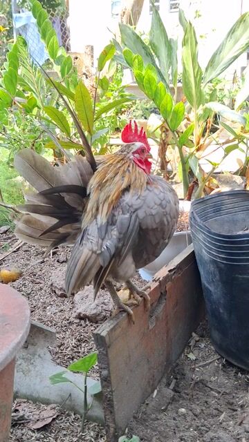 Gà Serama nhỏ nhắn trống. Mua bán Gà tại Huyện Châu Thành An Giang được đăng bởi Tiểu Đình Trần hình 1