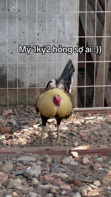 Gà Mỹ rặc Grey Hatch. Mua bán Gà tại Thành phố Thủ Đức Tp Hồ Chí Minh được đăng bởi Tùng Nguyễn hình 1