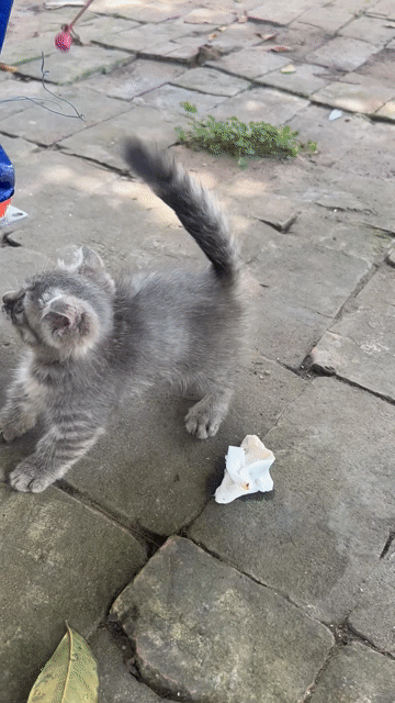 Mèo Tabby lùn Xám. Mua bán Mèo tại Huyện Giao Thủy Nam Định được đăng bởi Trần Nguyễn hình 1