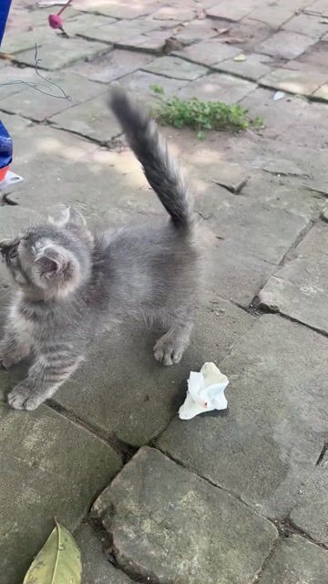 Mèo Tabby lùn Xám. Mua bán Mèo tại Huyện Giao Thủy Nam Định được đăng bởi Trần Nguyễn hình 1