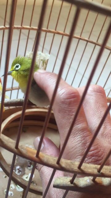 khuyên con 2025. Mua bán Chim tại Quận Hải Châu Đà Nẵng được đăng bởi chungtudon hình 1