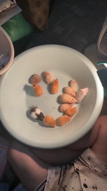 Chuột Hamster tạng to nhiều màu. Mua bán Thú cưng khác tại Quận Hai Bà Trưng Hà Nội được đăng bởi Mai Yến Nguyễn hình 1