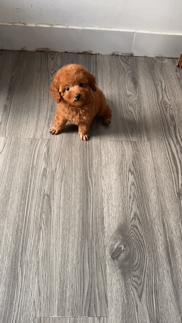 Chó Poodle Cái Nâu đỏ. Mua bán Chó tại Quận 12 Tp Hồ Chí Minh được đăng bởi Nguyễn Nguyễn hình 1