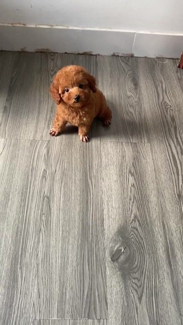 Chó Poodle Cái Nâu đỏ. Mua bán Chó tại Quận 12 Tp Hồ Chí Minh được đăng bởi Nguyễn Nguyễn hình 1