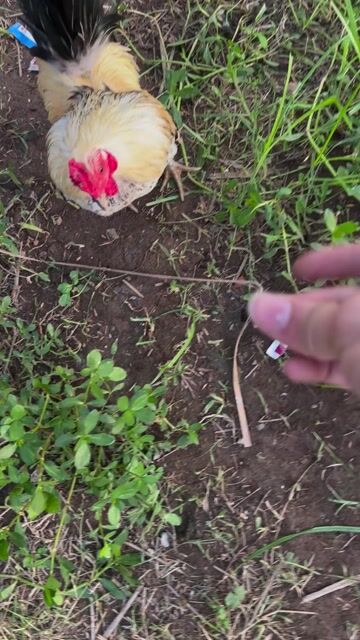 Gà tre Vàng, đen, đỏ. Mua bán Gà tại Huyện Kiến Xương Thái Bình được đăng bởi Nguyên Chương hình 1
