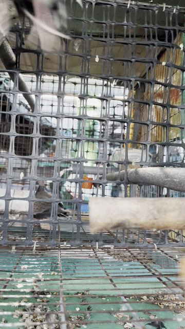 Chim cu gáy Malaysia Nâu đốm. Mua bán Chim tại Quận 12 Tp Hồ Chí Minh được đăng bởi PHÚ hình 1