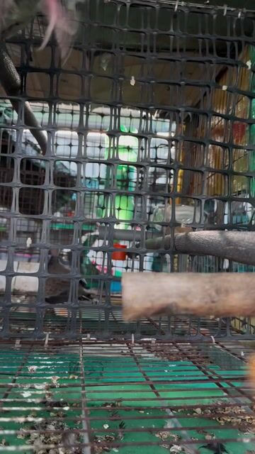 Chim cu gáy Malaysia Nâu đốm. Mua bán Chim tại Quận 12 Tp Hồ Chí Minh được đăng bởi PHÚ hình 1