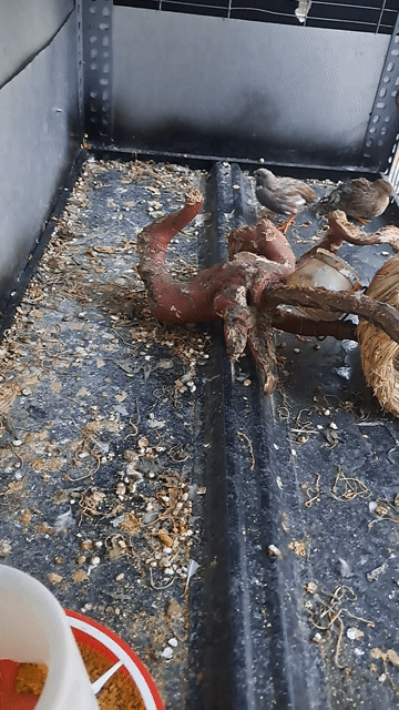Gà ruti Cặp. Mua bán Gà tại Huyện Long Điền Bà Rịa - Vũng Tàu được đăng bởi Tí Nghĩ hình 1