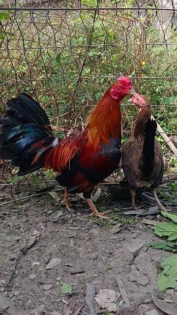 Gà tre Mỹ cặp trống 1.2kg mái 1kg. Mua bán Gà tại Huyện Chợ Gạo Tiền Giang được đăng bởi  Cao Kỳ hình 1