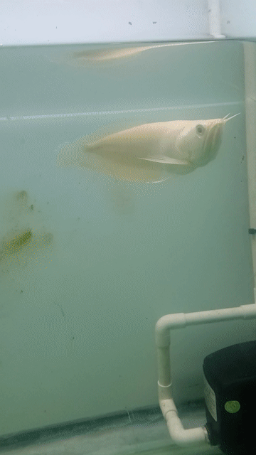 Cá Ngân Long Albino 25cm Indo. Mua bán Thú cưng khác tại Quận Bình Tân Tp Hồ Chí Minh được đăng bởi Hữu Lộc  hình 1