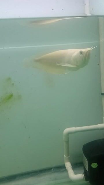 Cá Ngân Long Albino 25cm Indo. Mua bán Thú cưng khác tại Quận Bình Tân Tp Hồ Chí Minh được đăng bởi Hữu Lộc  hình 1