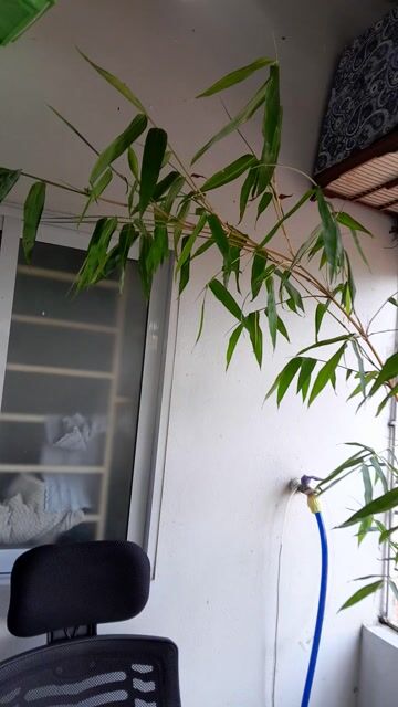 Cây cảnh Tre Bonsai. Mua bán Cây cảnh, đồ trang trí tại Quận Hoàng Mai Hà Nội được đăng bởi Anh bẩy hình 1