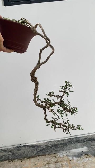 Cây cảnh Linh sam Đổ treo. Mua bán Cây cảnh, đồ trang trí tại Quận Ngũ Hành Sơn Đà Nẵng được đăng bởi Phuong hình 1