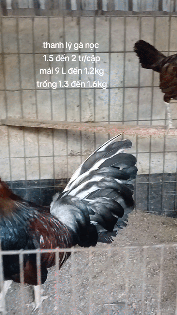Gà nọc Đen Đỏ Xanh. Mua bán Gà tại Quận Bình Thạnh Tp Hồ Chí Minh được đăng bởi TRAI GÀ TRE LAI SÀI GÒN CHÚ HÙNG 50 T hình 1