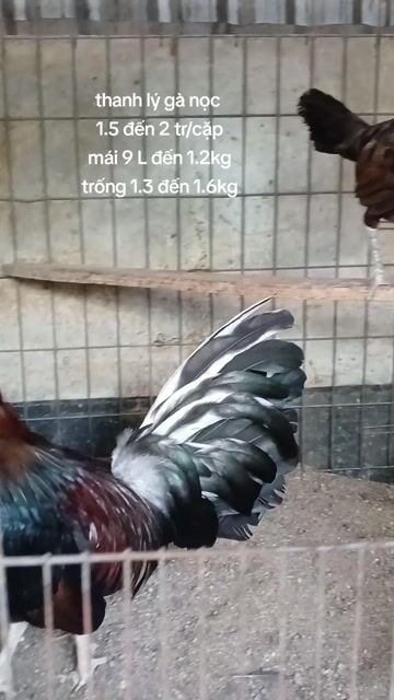 Gà nọc Đen Đỏ Xanh. Mua bán Gà tại Quận Bình Thạnh Tp Hồ Chí Minh được đăng bởi TRAI GÀ TRE LAI SÀI GÒN CHÚ HÙNG 50 T hình 1