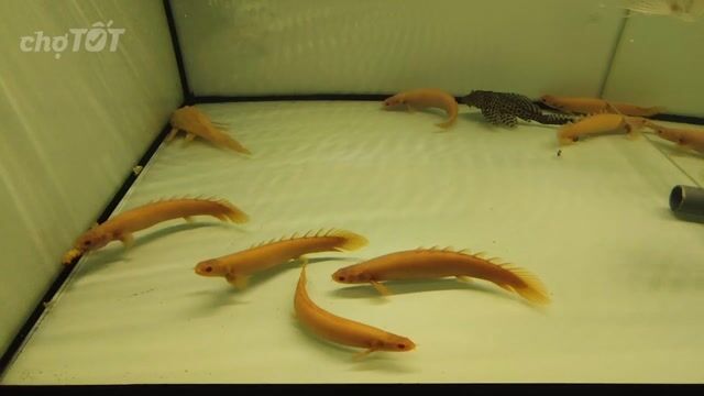 Cá Cửu sừng Albino. Mua bán Thú cưng khác tại Huyện Trảng Bàng Tây Ninh được đăng bởi Cá Cảnh  hình 1