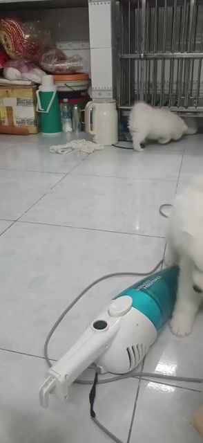 Chó Samoyed size to 1.5 tháng. Mua bán Chó tại Thành phố Thủ Đức Tp Hồ Chí Minh được đăng bởi Xuân Hiệp hình 1
