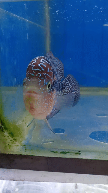 Cá cảnh Kamfa F2 Đỏ, trắng, đen. Mua bán Thú cưng khác tại Thành phố Biên Hòa Đồng Nai được đăng bởi guppy  hình 1