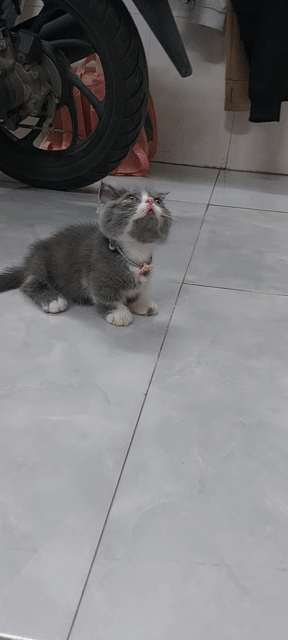 Mèo Munchkin Cái Xám trắng 2 tháng. Mua bán Mèo tại Huyện Củ Chi Tp Hồ Chí Minh được đăng bởi Nguyễn Phước Lộc  hình 1