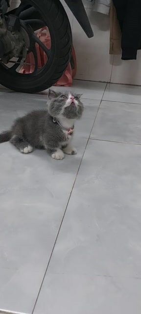 Mèo Munchkin Cái Xám trắng 2 tháng. Mua bán Mèo tại Huyện Củ Chi Tp Hồ Chí Minh được đăng bởi Nguyễn Phước Lộc  hình 1