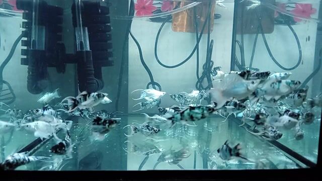 Cá cảnh Cá Molly. Mua bán Thú cưng khác tại Thành phố Thủ Đức Tp Hồ Chí Minh được đăng bởi trần thị thảo giang hình 1